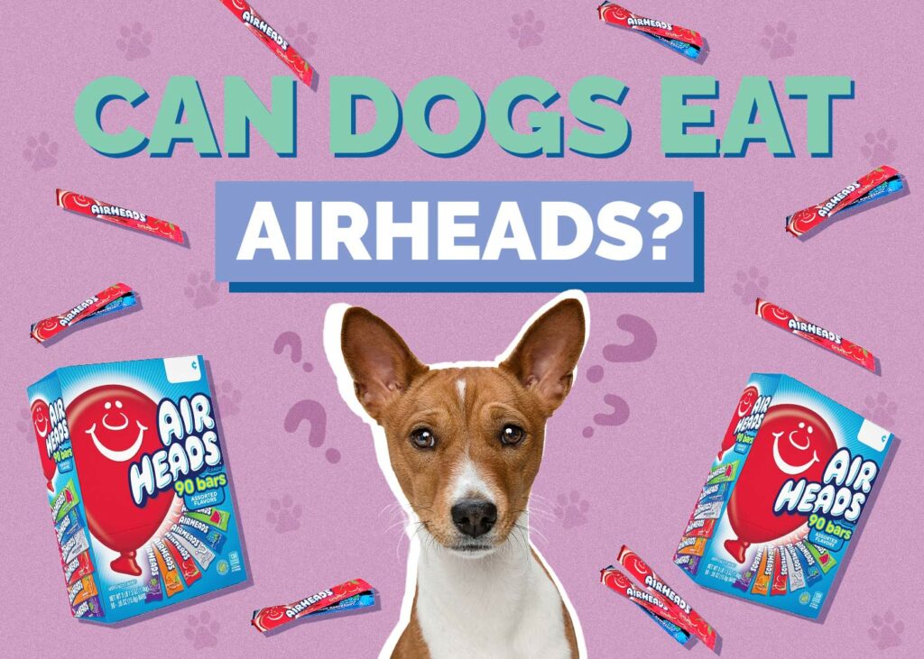 Can Dogs Eat Airheads