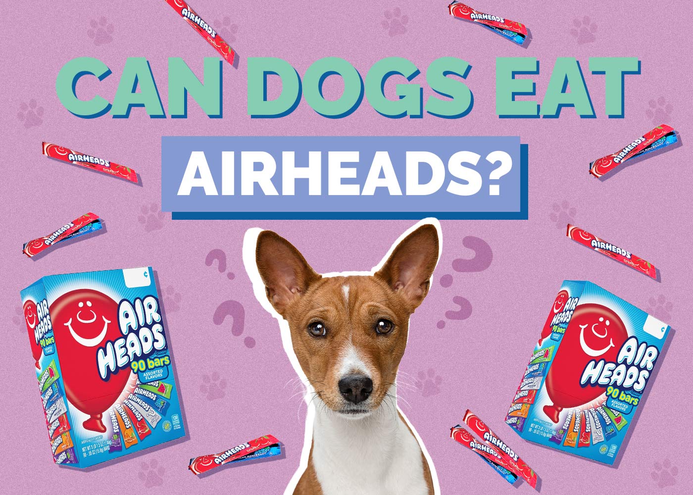 Can Dogs Eat Airheads? Vet-Reviewed Health Concerns | Hepper