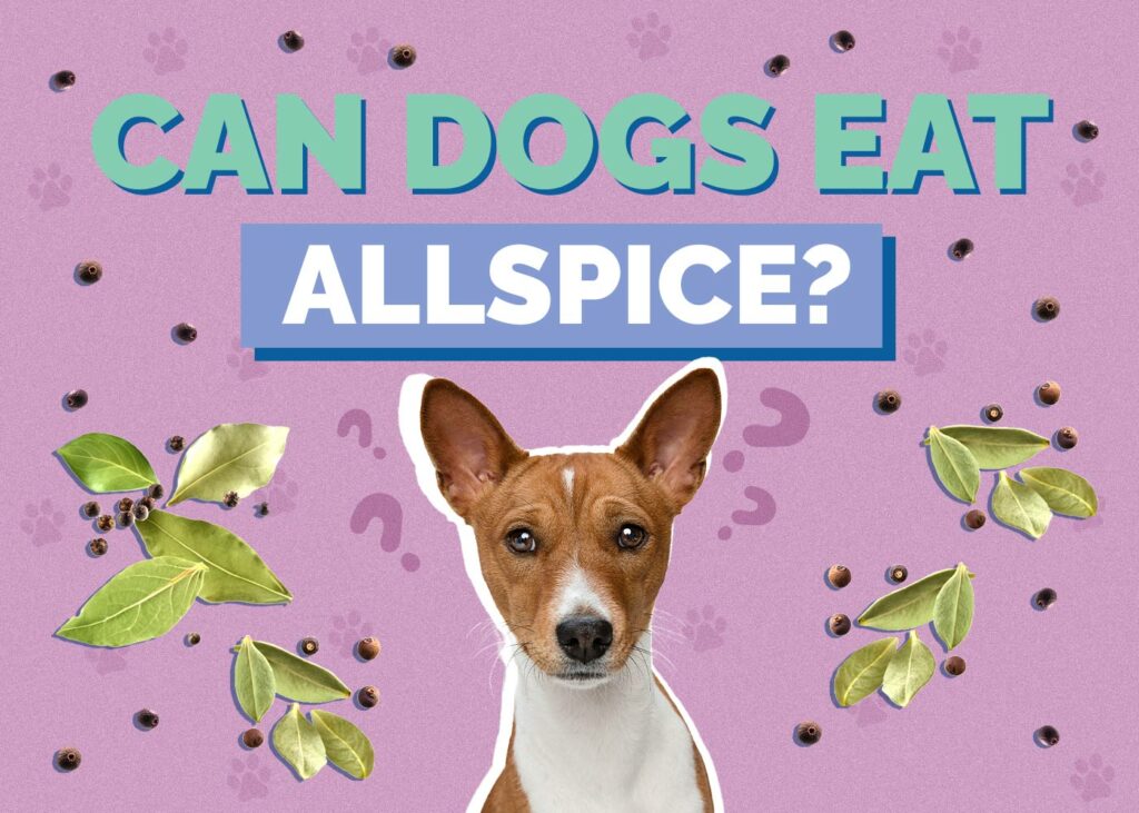 Can Dogs Eat Allspice