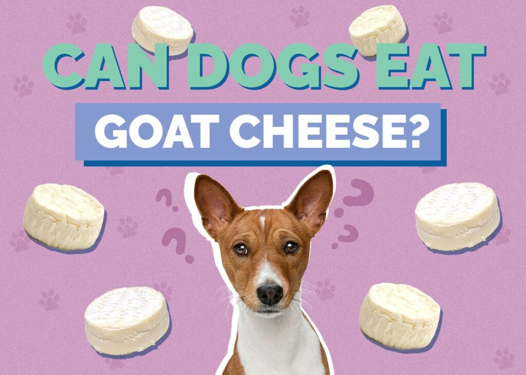 Can Dogs Eat Goat Cheese