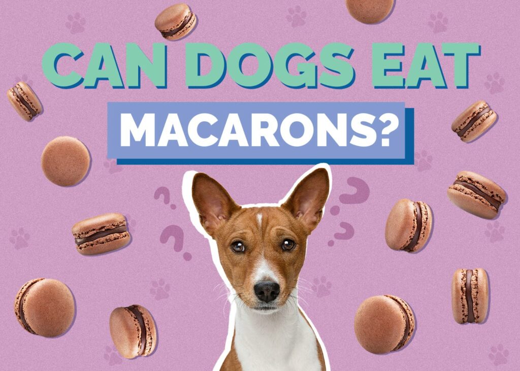 Can Dogs Eat Macarons