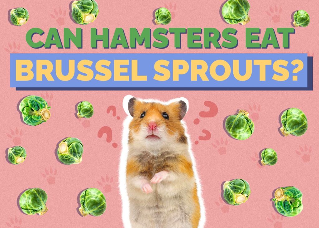Can Hamsters Eat Brussels Sprouts