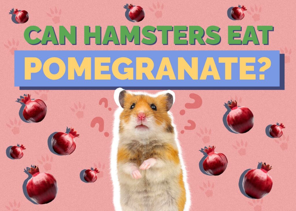 Can Hamsters Eat Pomegranate