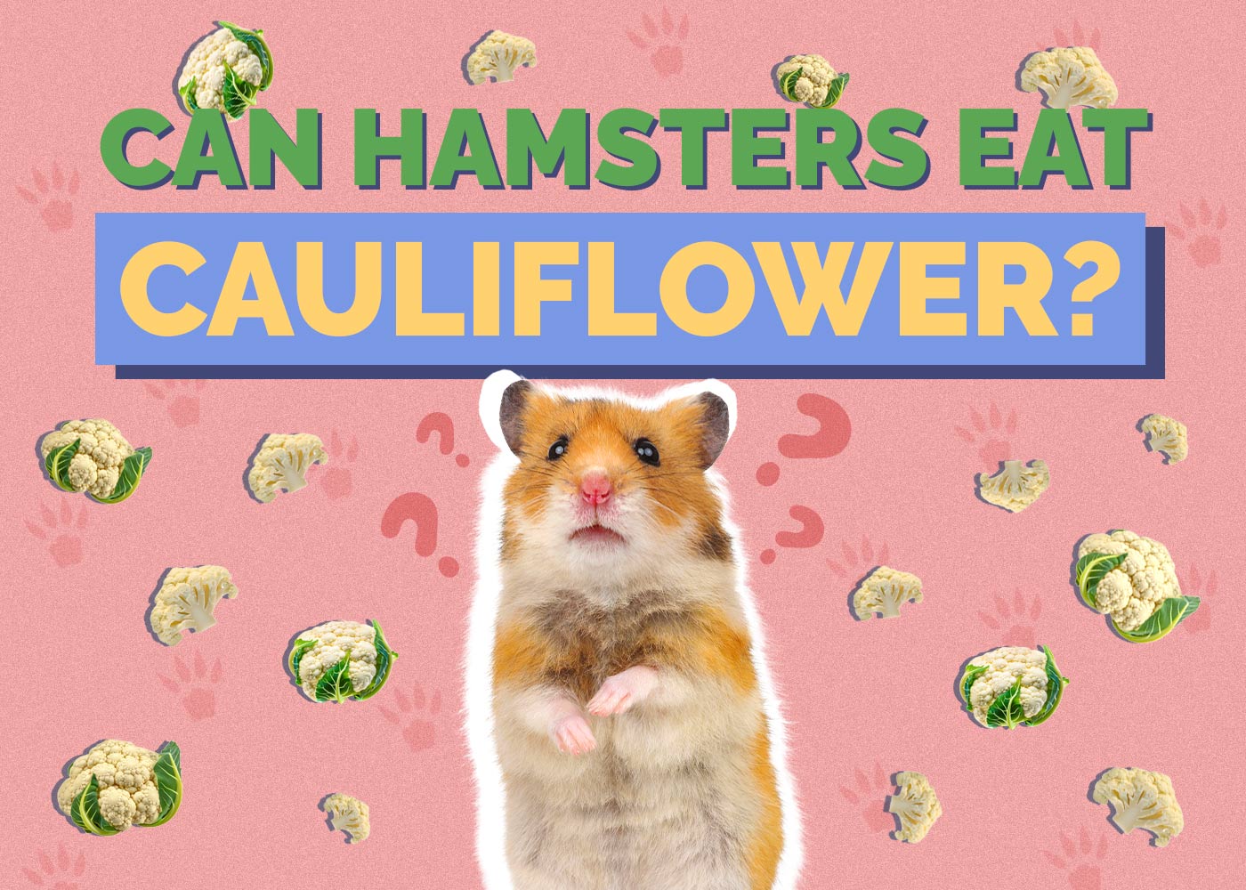 Can Hamsters Eat Cauliflower? Vet Approved Facts & FAQ Hepper