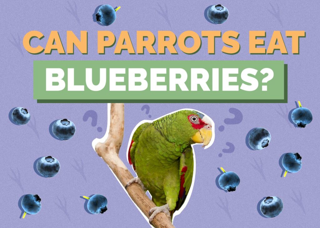 Can Parrots Eat Blueberries