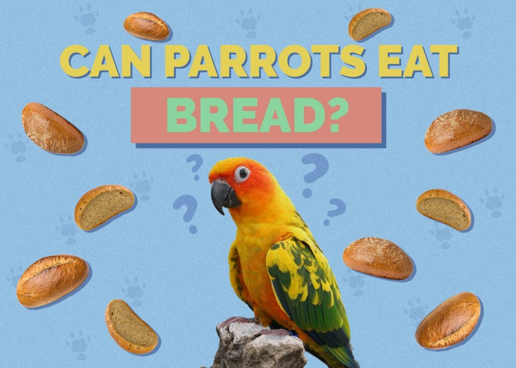 Can Parrots Eat Bread? VetReviewed Feeding Facts Hepper