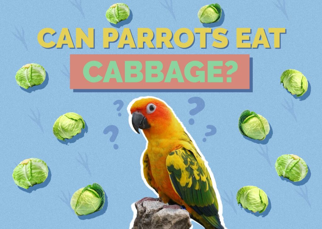 Can Parrots Eat Cabbage