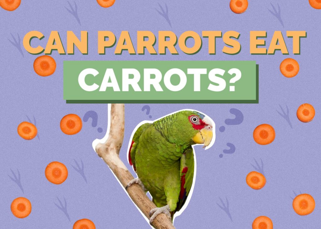 Can Parrots Eat Carrots
