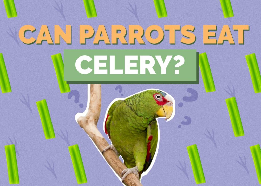 Can Parrots Eat Celery? VetApproved Facts & FAQ Hepper