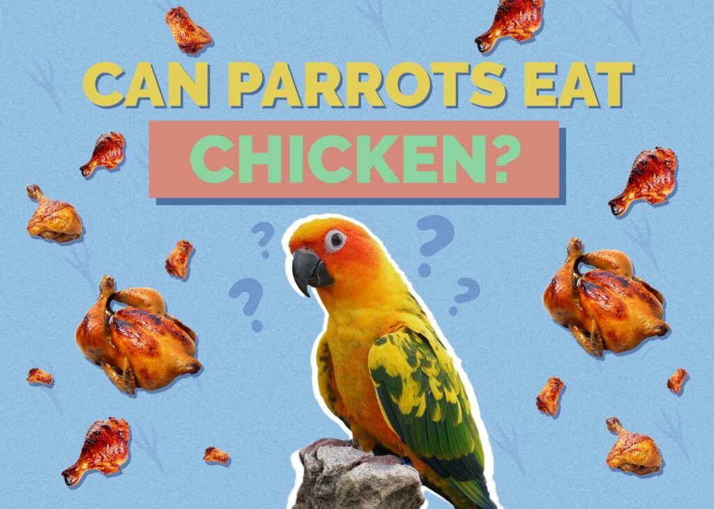 Can Parrots Eat Chicken