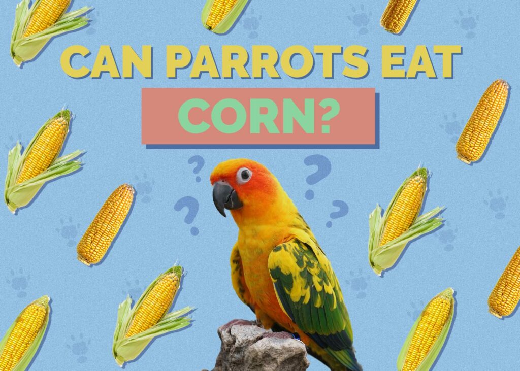 Can Parrots Eat Corn