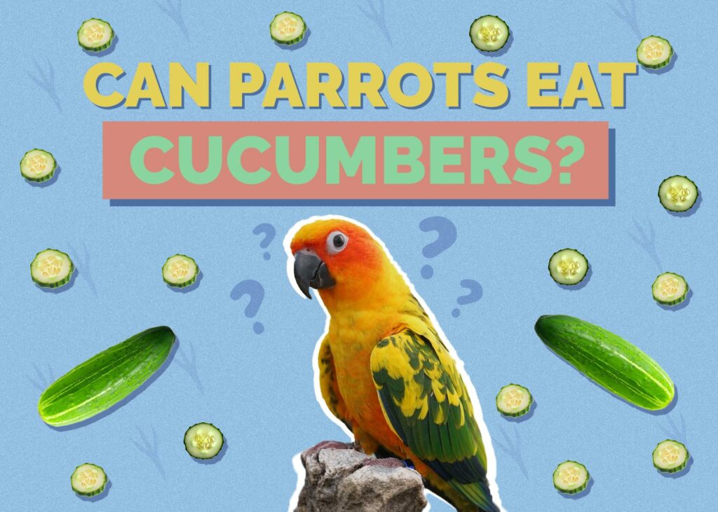 Can Parrots Eat Cucumbers