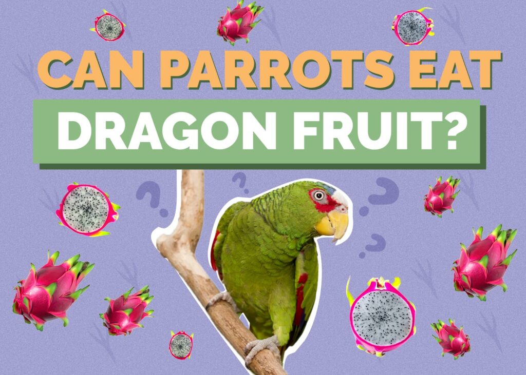 Can Parrots Eat Dragon Fruit