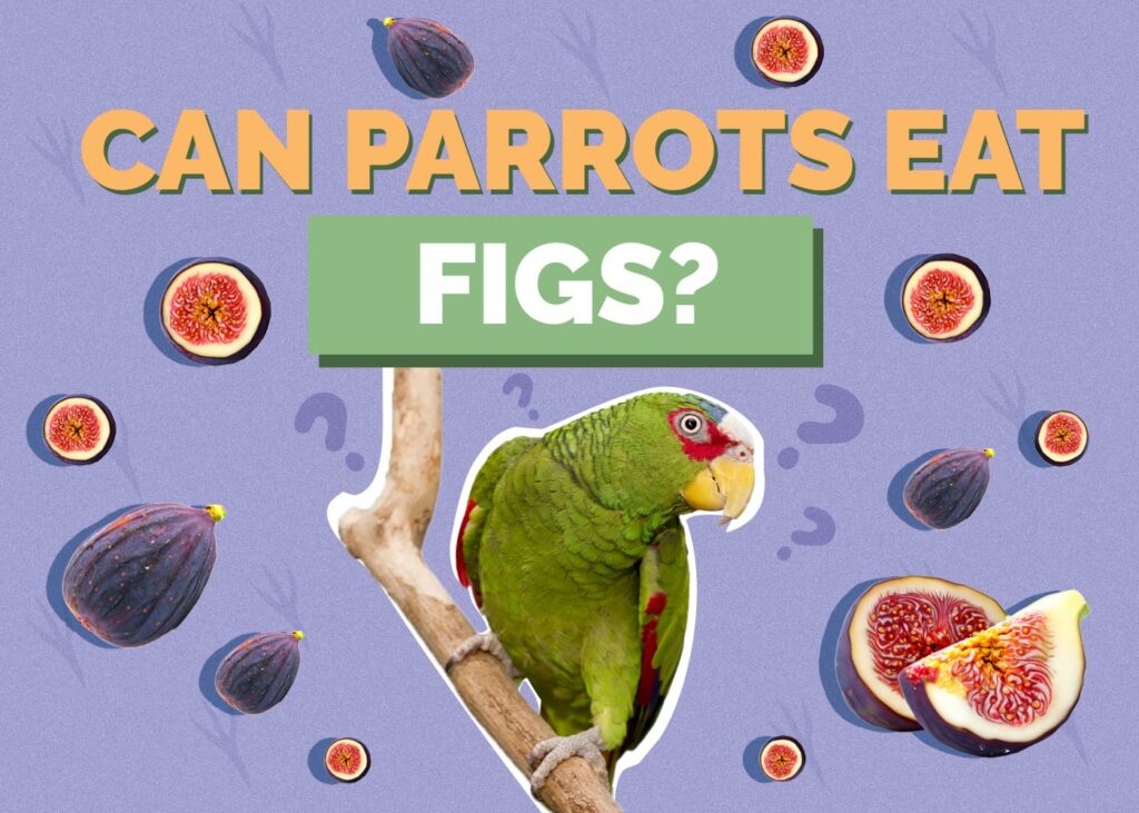 Can Parrots Eat Figs
