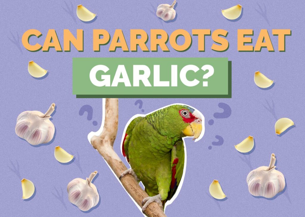 Can Parrots Eat Garlic