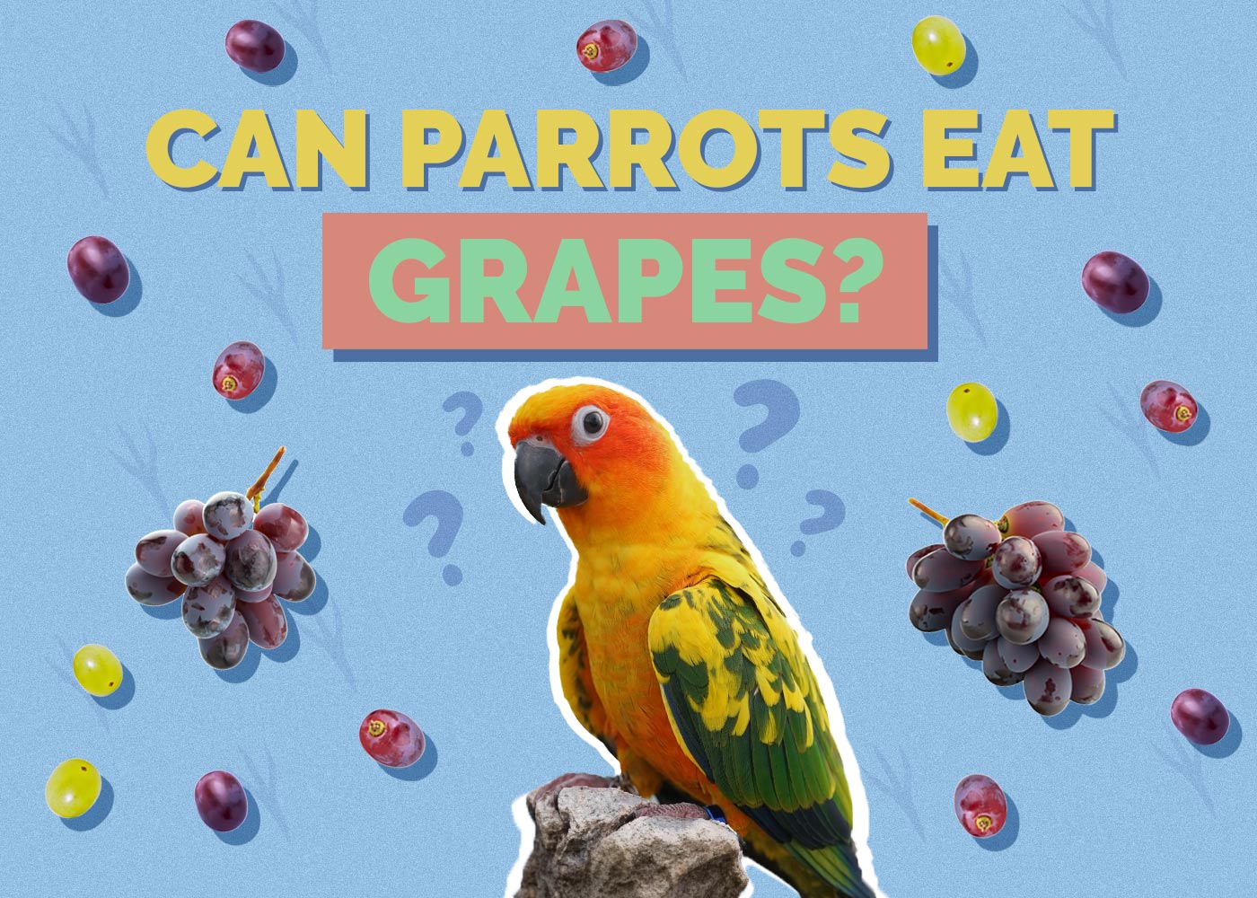 Can Parrots Eat Grapes
