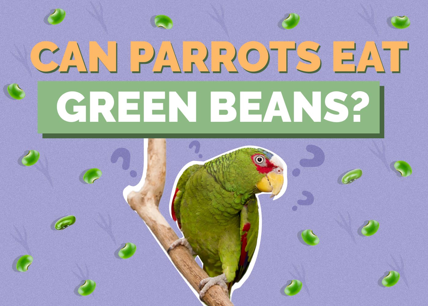 Can Parrots Eat Green Beans? VetApproved Facts & FAQ Hepper