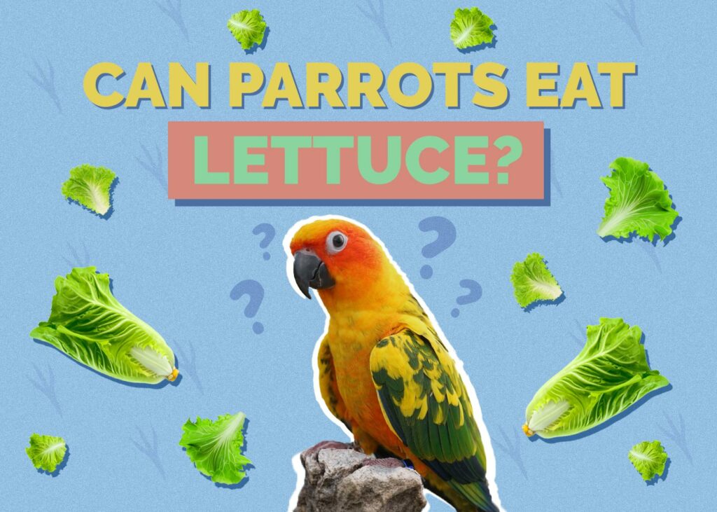 Can Parrots Eat Lettuce