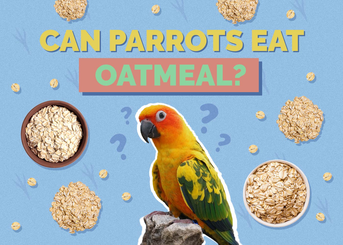 Can Parrots Eat Oatmeal? VetReviewed Health Guide Hepper