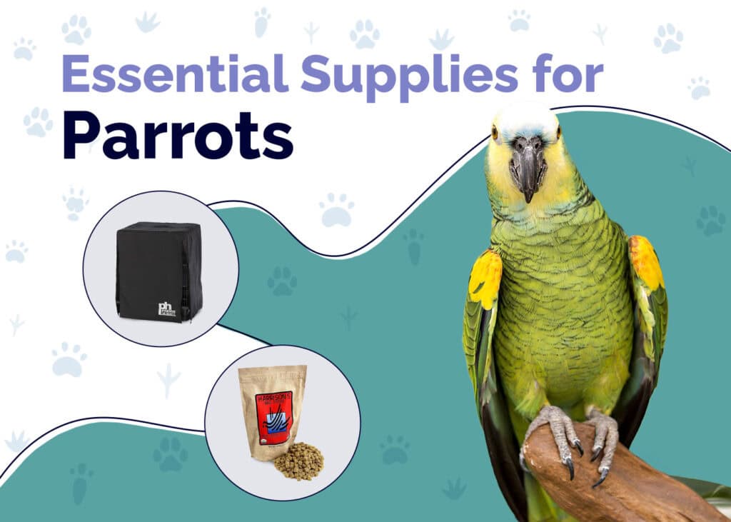 Essential Supplies For Parrots