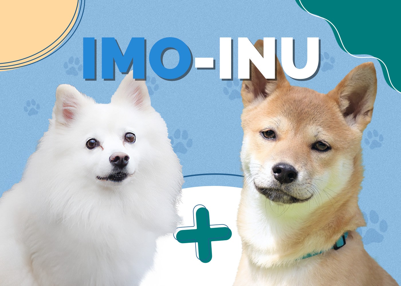 Imo-Inu (American Eskimo & Shiba Inu Mix)