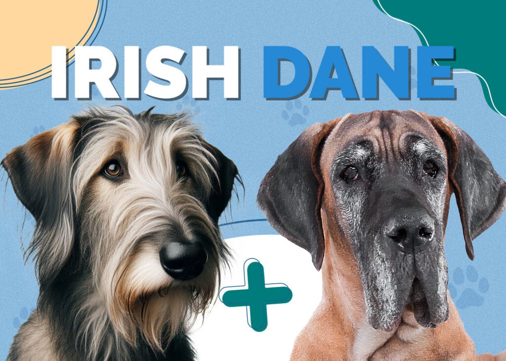 Irish Dane (Irish Wolfhound & Great Dane Mix)