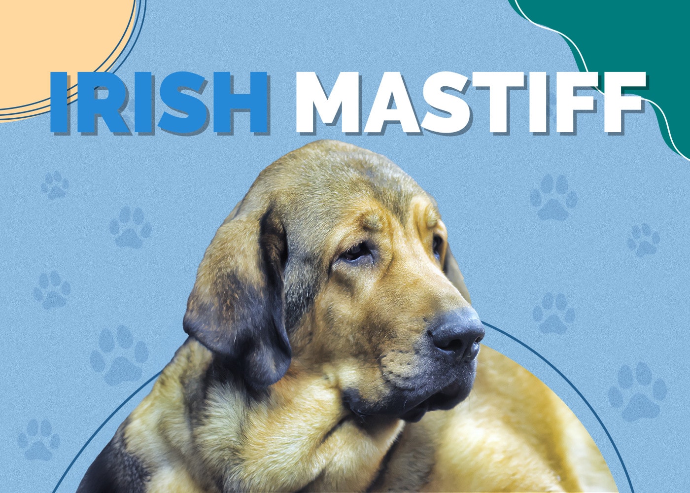 Irish Mastiff (Irish Wolfhound & Mastiff Mix)