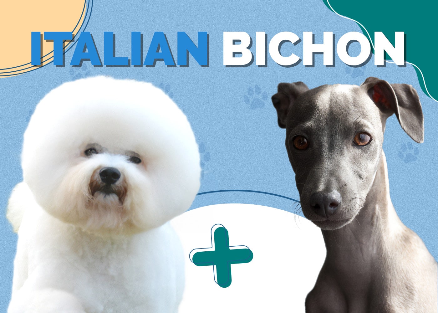 Italian Bichon (Bichon & Italian Greyhound Mix)