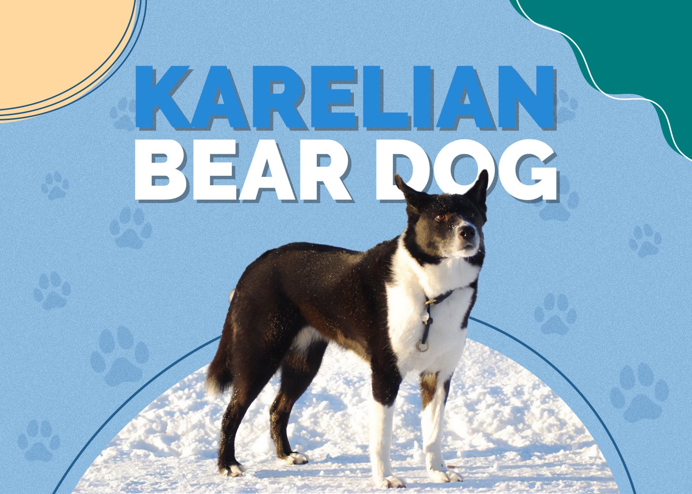 Karelian Bear