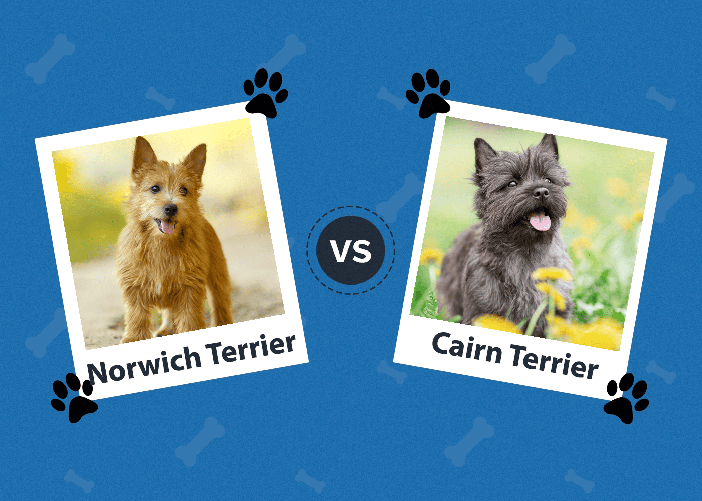 Norwich Terrier vs Cairn Terrier