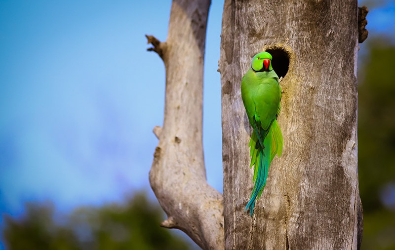 How Many Eggs Do Parakeets Lay? Facts & FAQ (Vet Answer) | Hepper