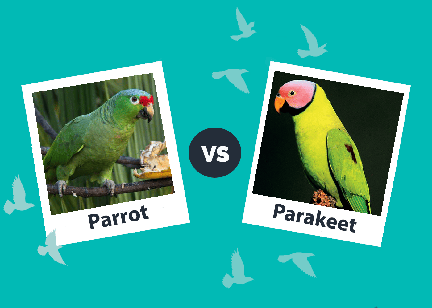 Parrot Vs Parakeet Side By Side