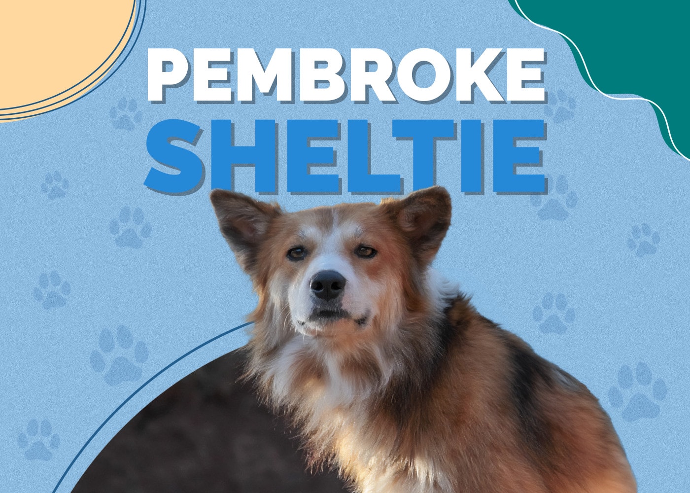 Pembroke Sheltie (Corgi & Sheltie Mix)
