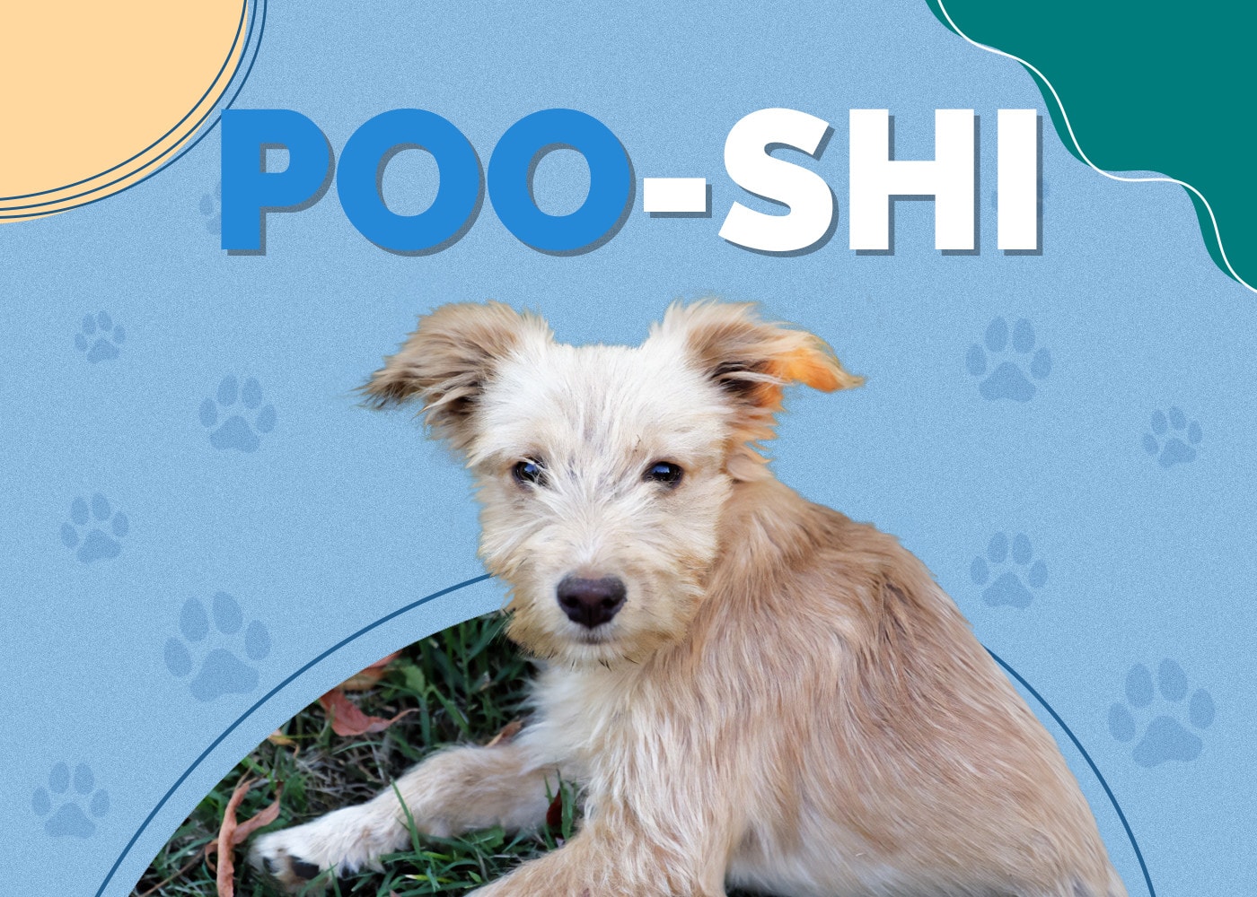 Poo-Shi (Poodle & Shiba Inu Mix)
