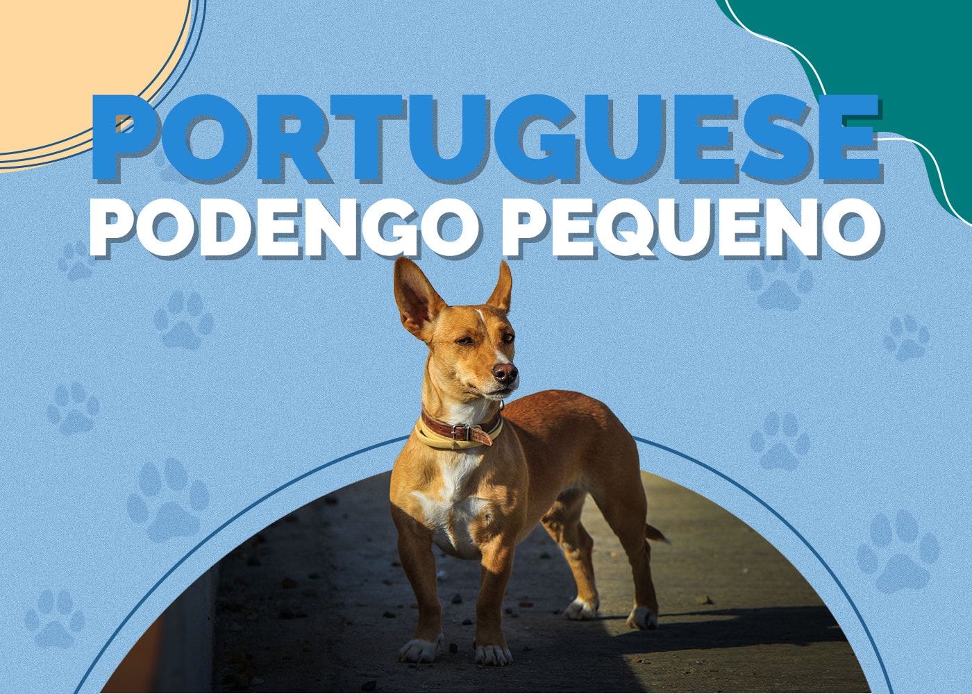 Portuguese Podengo