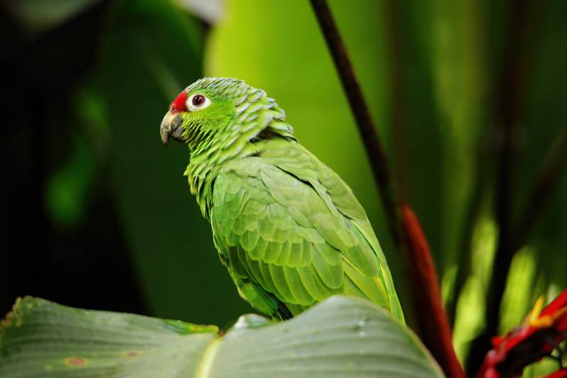 Red-lored parrot (Amazona autumnalis) sitting in a tree