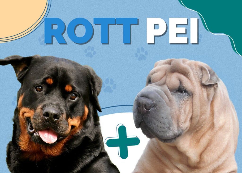 Rott Pei (Rottweiler & Shar-Pei Mix)