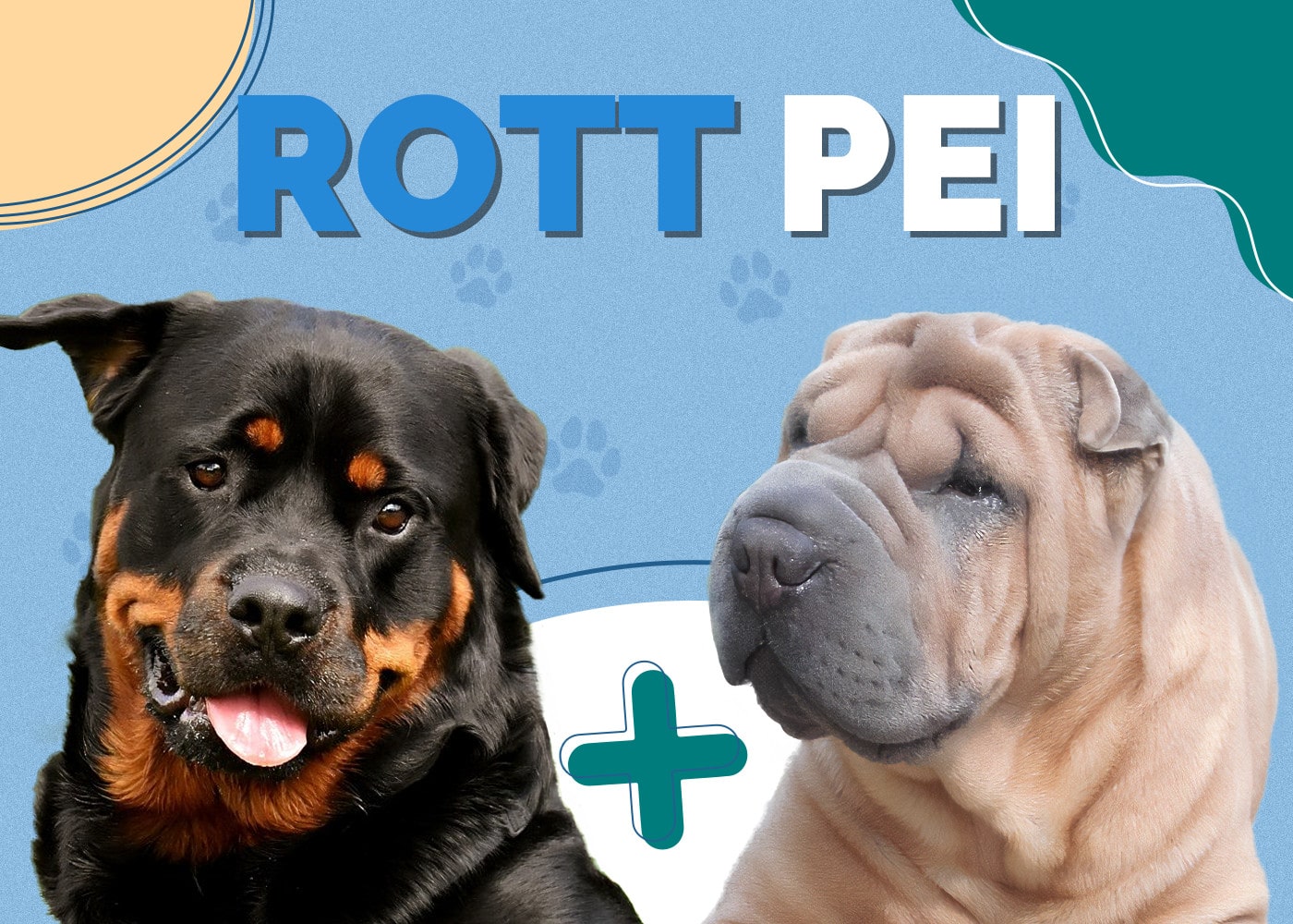 Rott Pei (Rottweiler & Shar-Pei Mix)