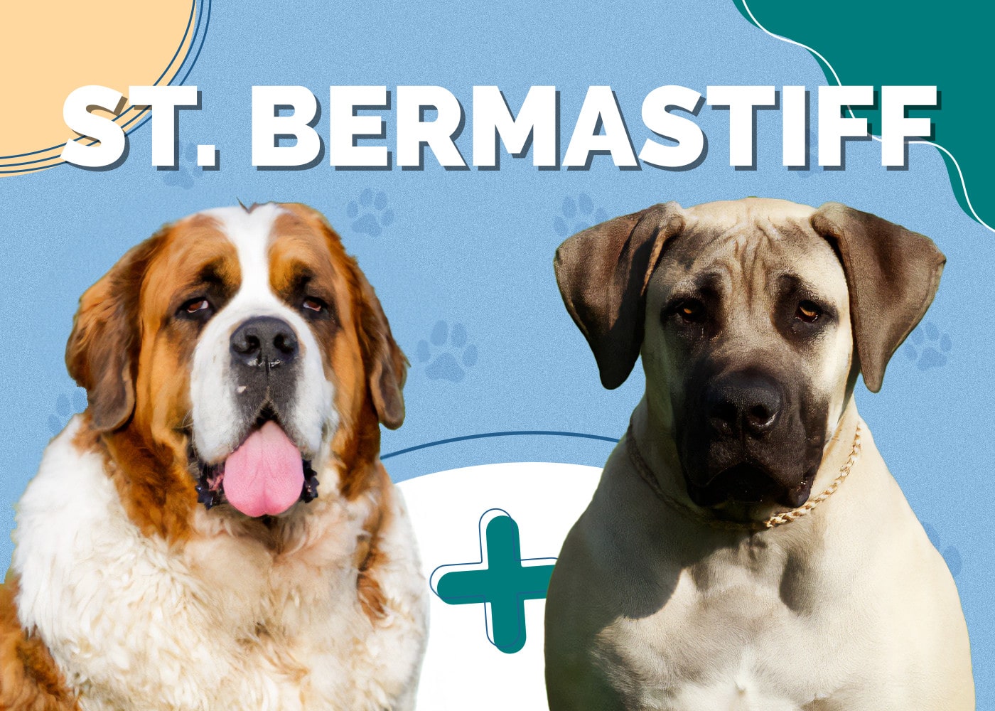 Saint Bermastiff (Mastiff & St. Bernard Mix)
