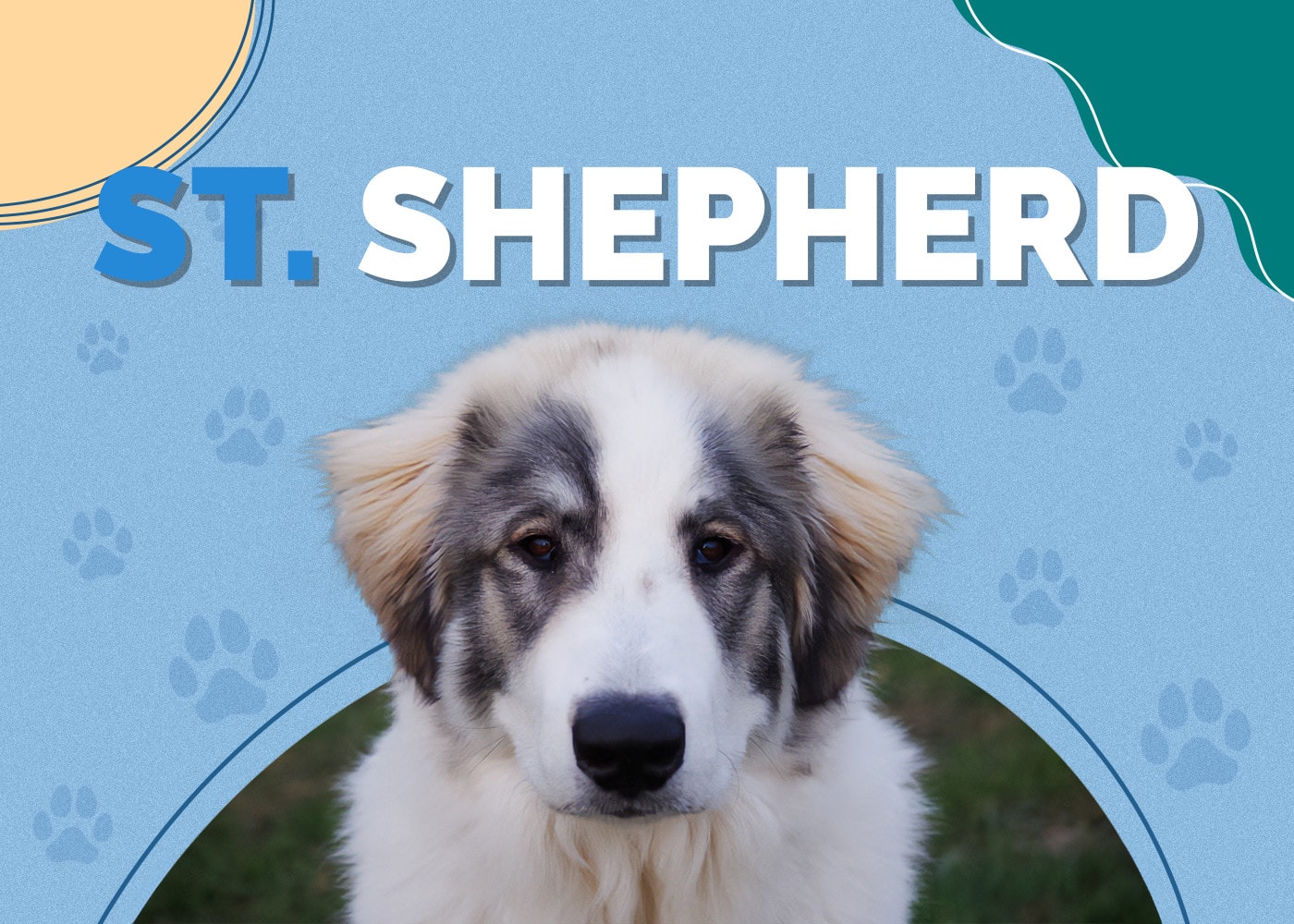 German shepherd saint bernard mix best sale puppies