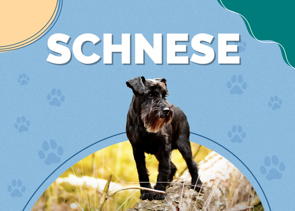 Schnese (Miniature Schnauzer & Havanese Mix)