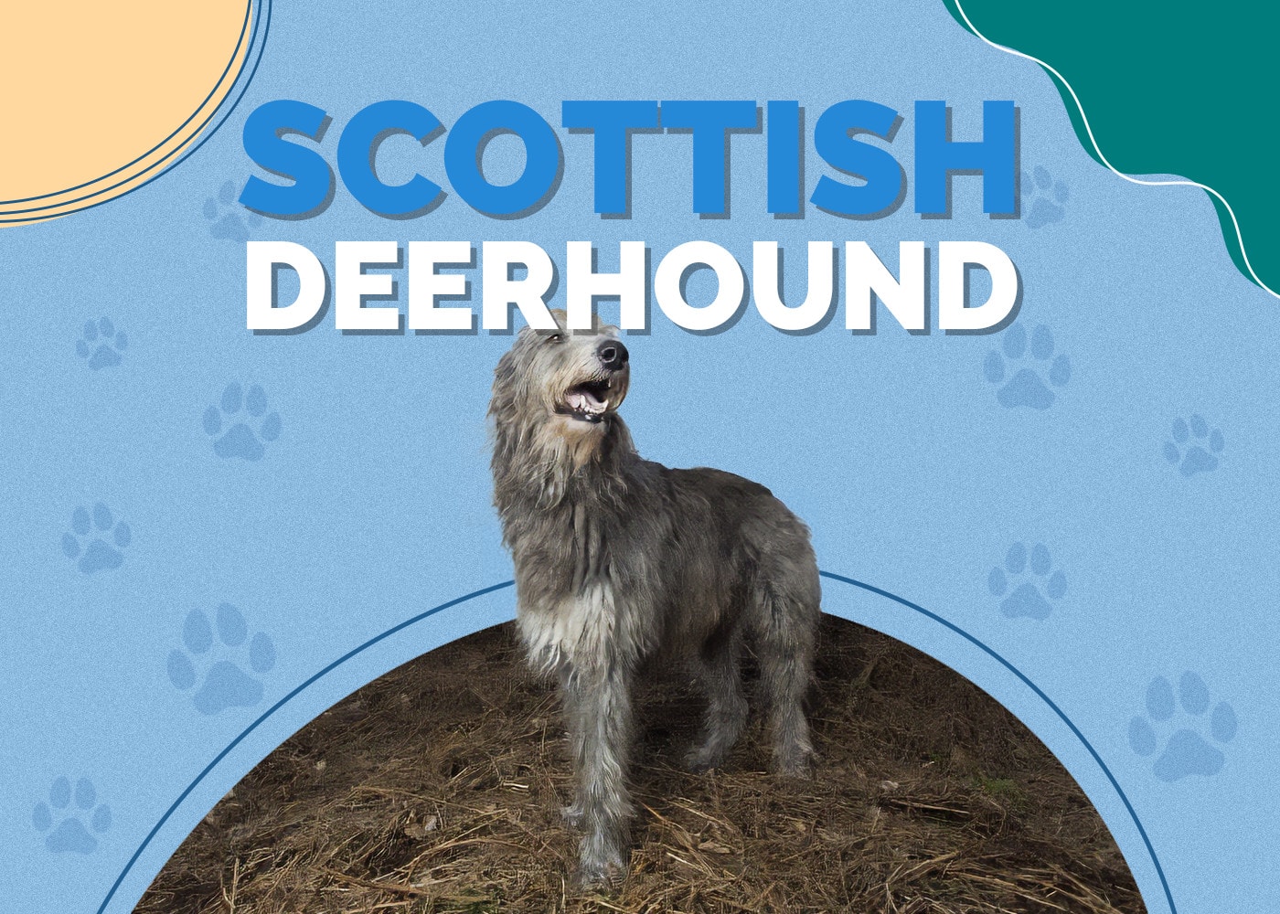 Scottish Deerhound