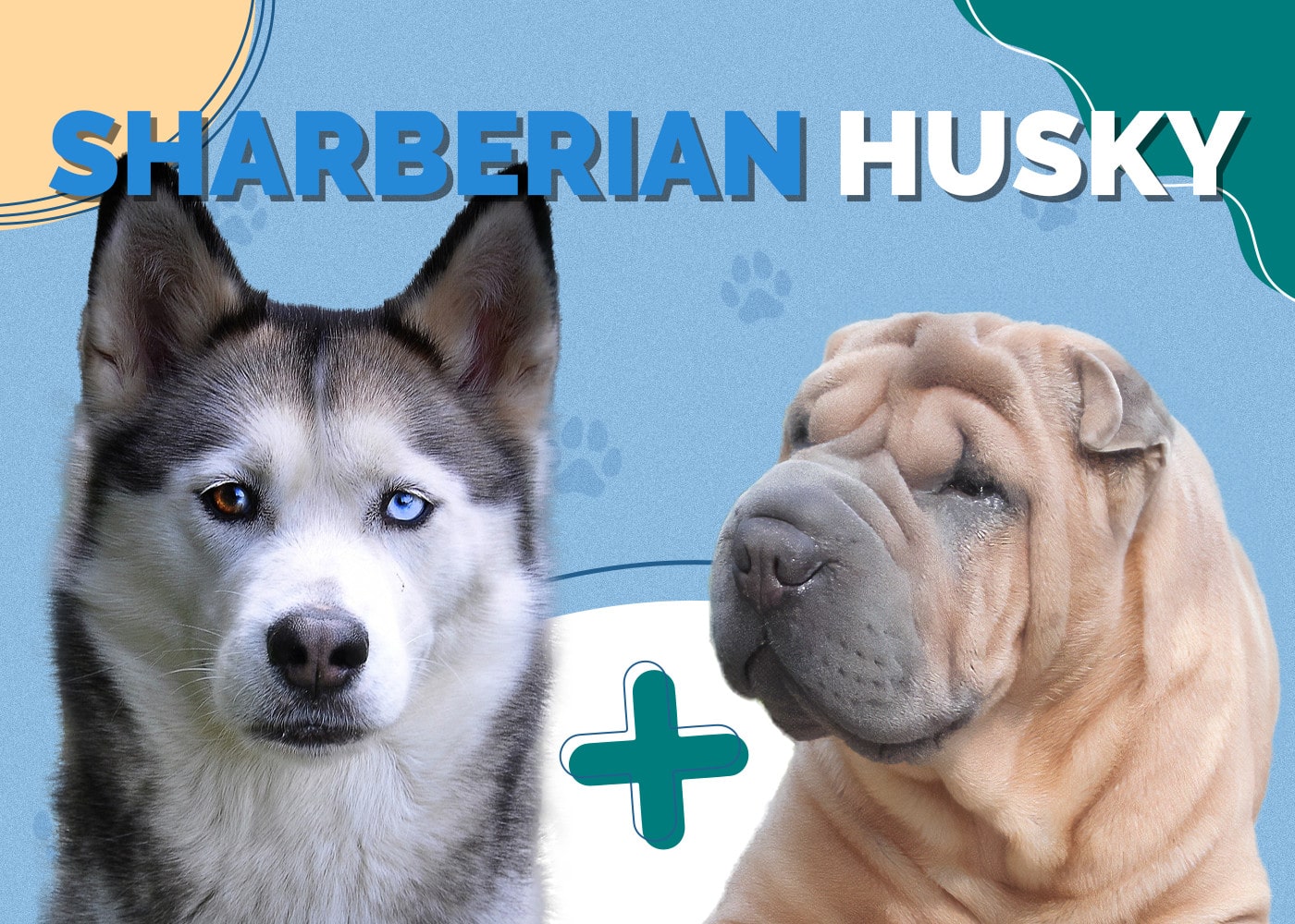 Sharberian Husky (Shar-Pei & Siberian Husky Mix)