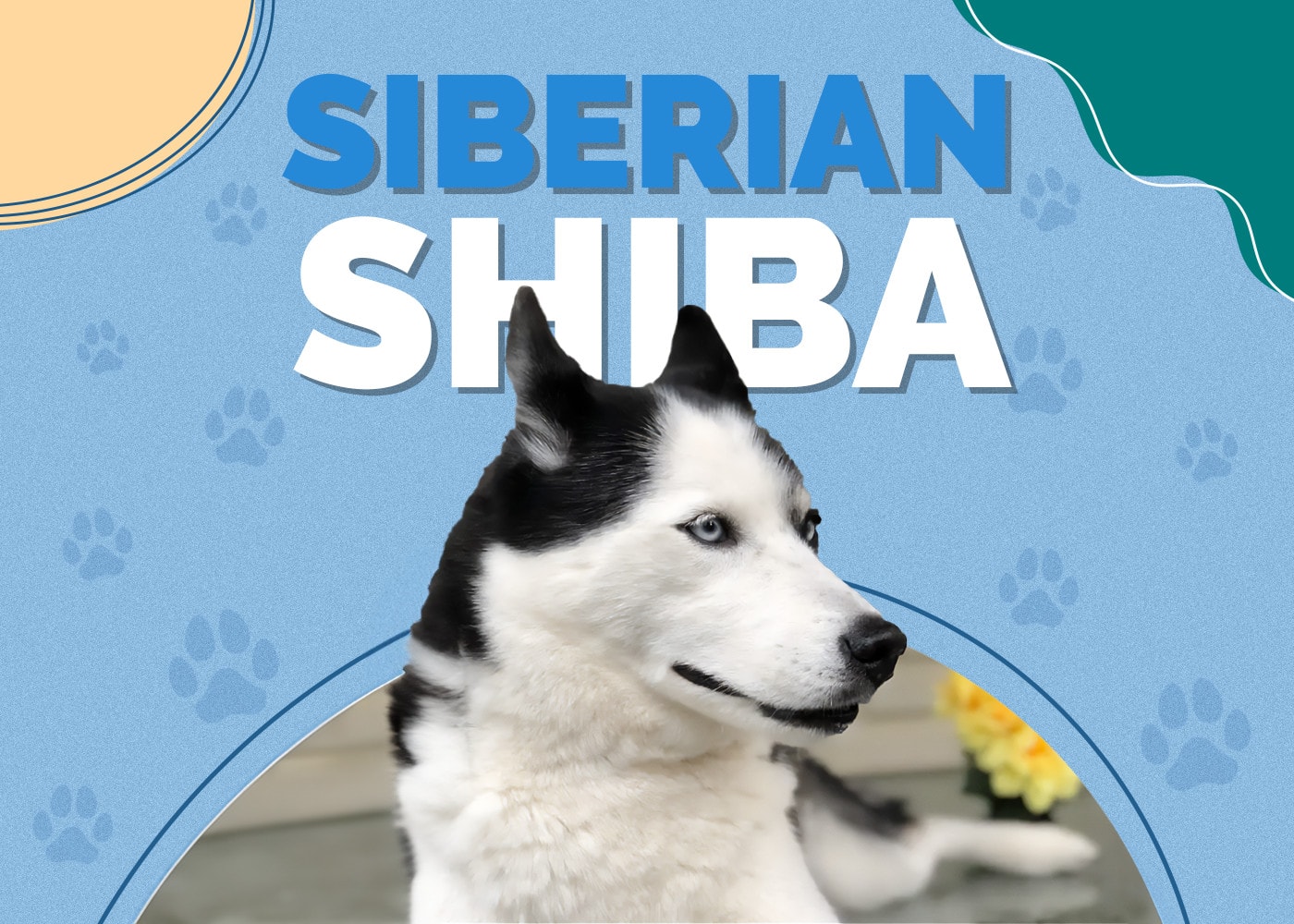 Siberian Shiba (Siberian Husky & Shiba Inu Mix)