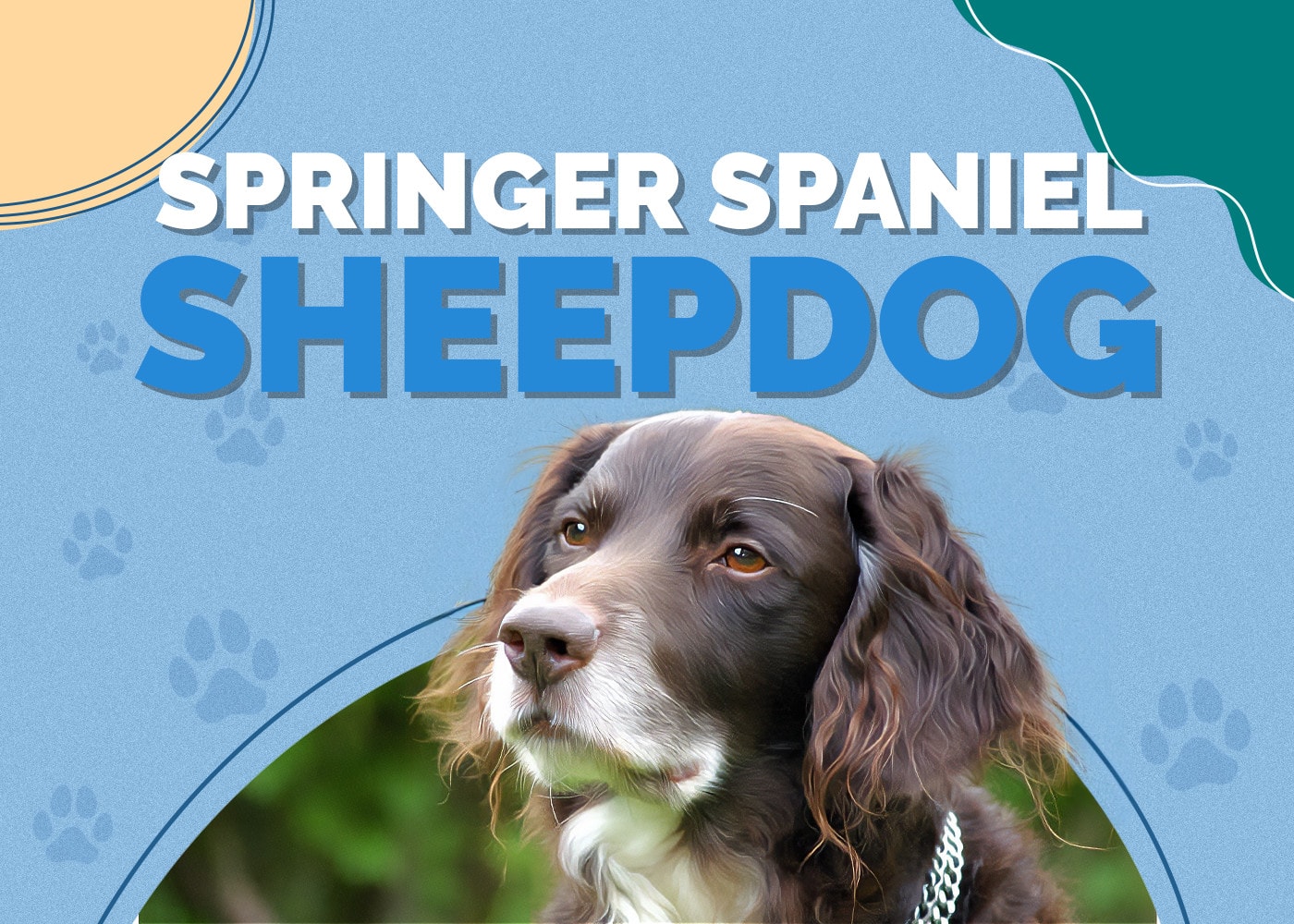 Springer Spaniel Sheepdog