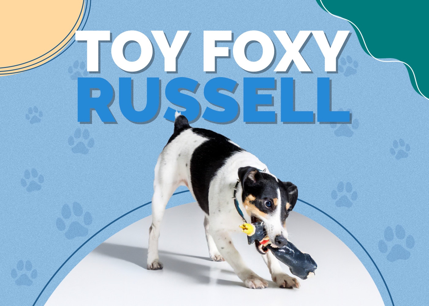 Toy Foxy Russell (Toy Fox Terrier & Jack Russell Terrier Mix)