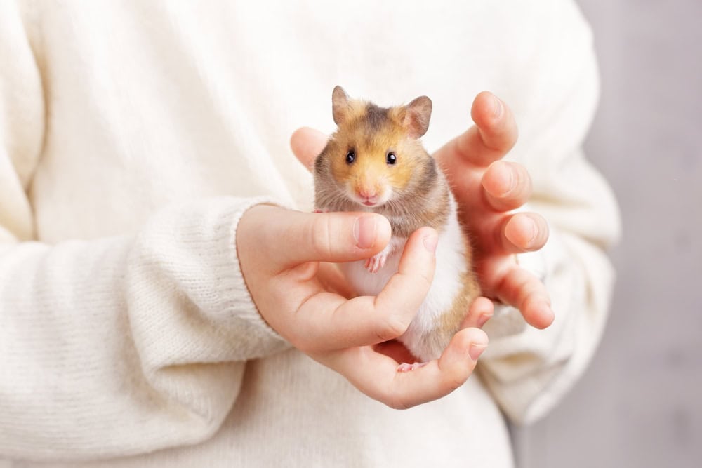 cute fluffy golden hamster with a white tummy sits in the arms of a child