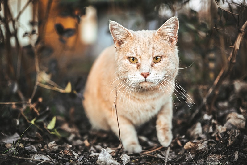 domestic outdoor cat