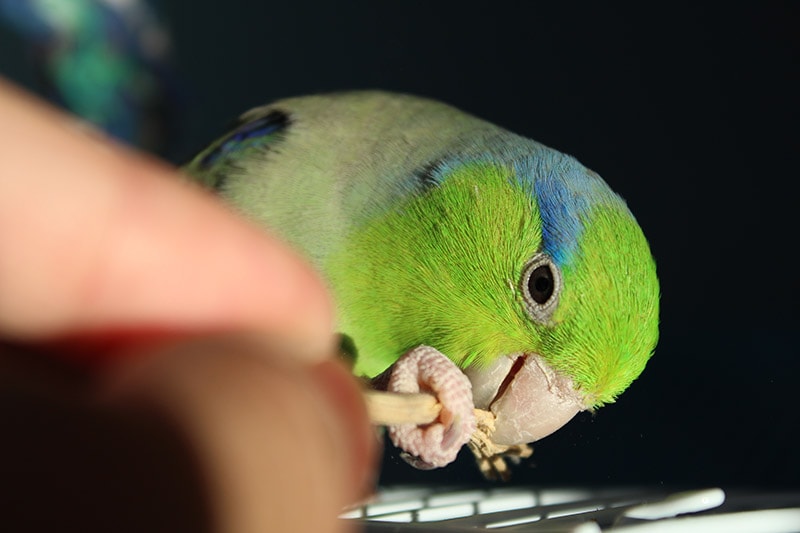 Parrotlet eating seeds