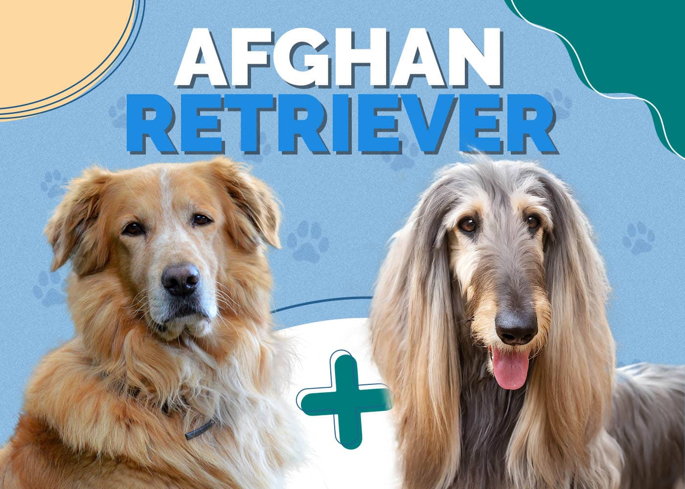 Afghan Retriever (Afghan Hound & Golden Retriever Mix)